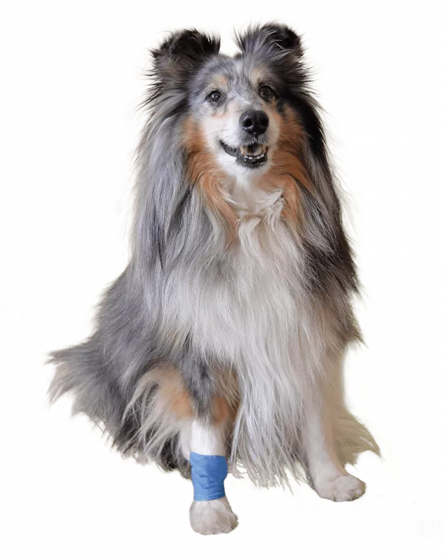 Vetlando Heimtierpflaster